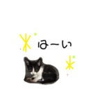 ハチワレ猫とらじくん（個別スタンプ：2）