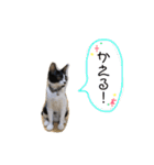 ハチワレ猫とらじくん（個別スタンプ：11）
