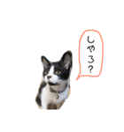 ハチワレ猫とらじくん（個別スタンプ：14）