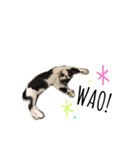 ハチワレ猫とらじくん（個別スタンプ：23）