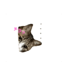 にゃんこのポプリ＆チビ（個別スタンプ：1）