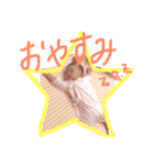 ノアのご挨拶Ⅱ（個別スタンプ：1）