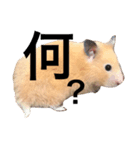 キンクマハムスター クールハム（個別スタンプ：1）