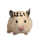 キンクマハムスター クールハム（個別スタンプ：4）
