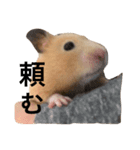 キンクマハムスター クールハム（個別スタンプ：6）