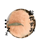 キンクマハムスター クールハム（個別スタンプ：7）