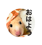 キンクマハムスター クールハム（個別スタンプ：8）
