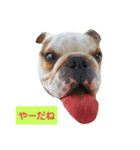 なんとも言えない表情をするワンコ（個別スタンプ：2）