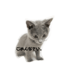 ぽてスタンプ（個別スタンプ：1）