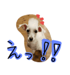 あやめ01（個別スタンプ：2）