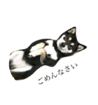 黒柴犬 花ちゃん（個別スタンプ：1）