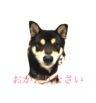 黒柴犬 花ちゃん（個別スタンプ：6）