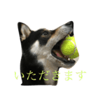 黒柴犬 花ちゃん（個別スタンプ：8）