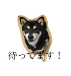 黒柴犬 花ちゃん（個別スタンプ：9）
