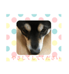 黒柴犬 花ちゃん（個別スタンプ：10）