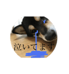 黒柴犬 花ちゃん（個別スタンプ：11）