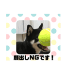 黒柴犬 花ちゃん（個別スタンプ：14）