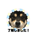 黒柴犬 花ちゃん（個別スタンプ：17）