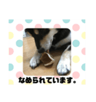 黒柴犬 花ちゃん（個別スタンプ：19）