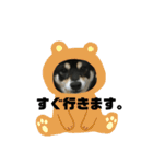 黒柴犬 花ちゃん（個別スタンプ：20）