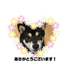 黒柴犬 花ちゃん（個別スタンプ：24）