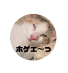 YOUの8にゃんず(=^x^=)（個別スタンプ：1）