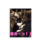 YOUの8にゃんず(=^x^=)（個別スタンプ：6）