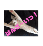 YOUの8にゃんず(=^x^=)（個別スタンプ：14）