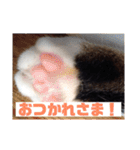 YOUの8にゃんず(=^x^=)（個別スタンプ：18）