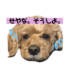 はじめまして、テンです（個別スタンプ：13）