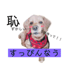 はじめまして、テンです（個別スタンプ：15）