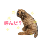 はじめまして、テンです（個別スタンプ：22）