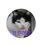 浜の猫たち2（個別スタンプ：1）
