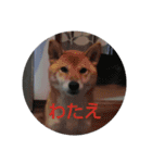 浜の猫たち2（個別スタンプ：2）