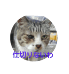 浜の猫たち2（個別スタンプ：3）