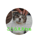 浜の猫たち2（個別スタンプ：4）