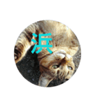 浜の猫たち2（個別スタンプ：5）