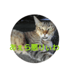 浜の猫たち2（個別スタンプ：7）