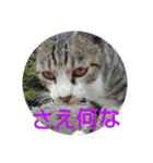 浜の猫たち2（個別スタンプ：8）