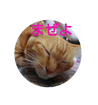 浜の猫たち2（個別スタンプ：9）