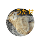 浜の猫たち2（個別スタンプ：10）