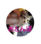 浜の猫たち2（個別スタンプ：11）