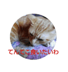 浜の猫たち2（個別スタンプ：12）