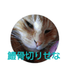 浜の猫たち2（個別スタンプ：14）