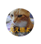 浜の猫たち2（個別スタンプ：15）