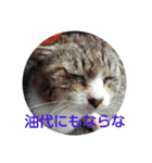 浜の猫たち2（個別スタンプ：16）