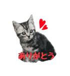 ちろたんスタンプ（個別スタンプ：5）