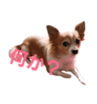 ココとセイラ（個別スタンプ：3）