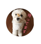 ルルな毎日（個別スタンプ：1）