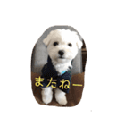 ルルな毎日（個別スタンプ：5）
